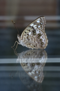 Hackberry Emperor House-Garden 2013-08-21