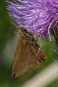 HickoryMds-BBWM_2020_04_04 - Skipper, Palatka (1)