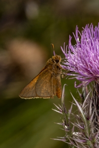 HickoryMds-BBWM_2020_04_04 - Skipper, Palatka (3)