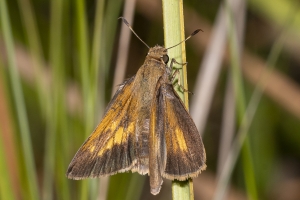 HickoryMds-BBWM_2020_04_04 - Skipper, Palatka (7)