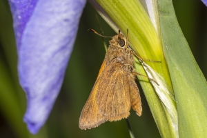 HickoryMds-BBWM_2020_04_04 - Skipper, Palatka (8)