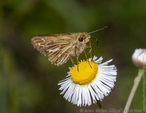 HickoryMds-BBWM_2020_04_04 - Skipper, Salt-marsh