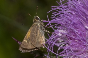 HickoryMds-BBWM_2020_04_04 - Skipper, Tawny-edged (10)