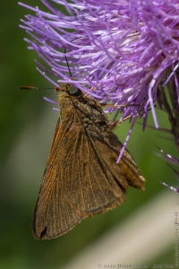HickoryMds-BBWM_2020_04_04 - Skipper, Tawny-edged (1)