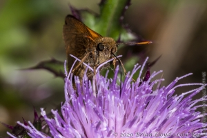 HickoryMds-BBWM_2020_04_04 - Skipper, Tawny-edged (2)