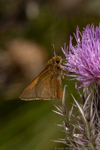 HickoryMds-BBWM_2020_04_04 - Skipper, Tawny-edged (3)