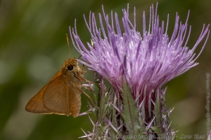 HickoryMds-BBWM_2020_04_04 - Skipper, Tawny-edged (4)