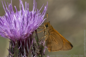 HickoryMds-BBWM_2020_04_04 - Skipper, Tawny-edged (5)