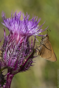 HickoryMds-BBWM_2020_04_04 - Skipper, Tawny-edged (6)