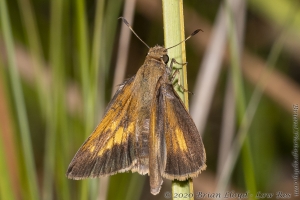 HickoryMds-BBWM_2020_04_04 - Skipper, Tawny-edged (7)