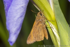 HickoryMds-BBWM_2020_04_04 - Skipper, Tawny-edged (8)