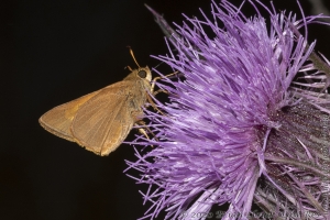 HickoryMds-BBWM_2020_04_04 - Skipper, Tawny-edged (9)