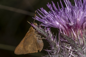 HickoryMds-BBWM_2020_04_04 - Skipper, Tawny-edged