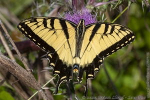 HickoryMds-BBWM_2020_04_04- Swallowtail, Eastern Tiger