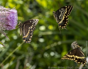 HickoryMds-BBWM_2020_04_04 - Swallowtail, Palamedes, Mating (2)