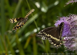 HickoryMds-BBWM_2020_04_04 - Swallowtail, Palamedes, Mating (3)