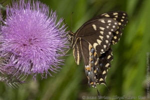 HickoryMds-BBWM_2020_04_04 - Swallowtail, Palamedes