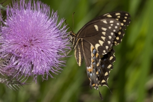 Palamedes *