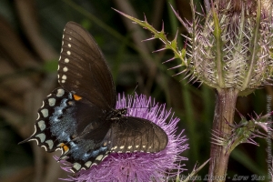HickoryMds-BBWM_2020_04_04 - Swallowtail, Spicebush (1)