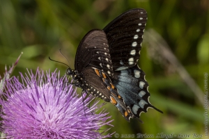 HickoryMds-BBWM_2020_04_04 - Swallowtail, Spicebush (2)