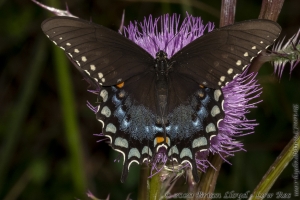 HickoryMds-BBWM_2020_04_04 - Swallowtail, Spicebush (3)-PS