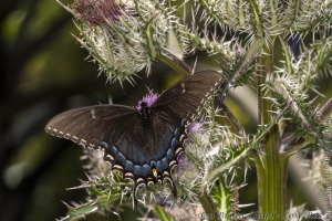 HickoryMds-BBWM_2020_04_04 - Swallowtail, Spicebush (M)