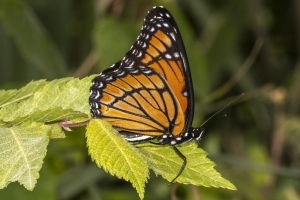 Viceroy *