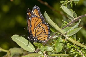 HickoryMds-BBWM_2020_04_04 - Viceroy (2)