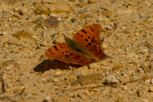 HickoryMoundUnit_2014-03-09 - Brushfoot, Question Mark -spec#1 (1)