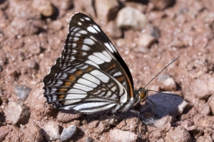 Weidemeyer's Admiral