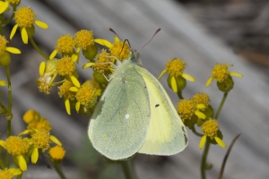 I70-Dillon_Reservoir_2015_07_10 - Sulphur, Queen Alexandra's (10)-websized