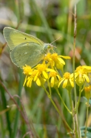 I70-Dillon_Reservoir_2015_07_10 - Sulphur, Queen Alexandra's (6)_a