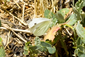 I70-Dillon_Reservoir_2015_07_10 - White, Cabbage (2)