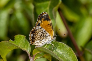 Jack_MariannaCav_2019_07_02 - Checkerspot, Silvery