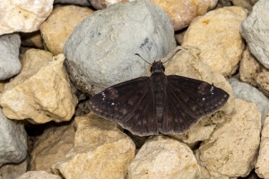 Jack_MariannaCav_2019_07_02 - Duskywing, Zarucco