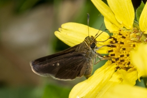 Jack_MariannaCav_2019_07_02 - Skipper, Dun (1)