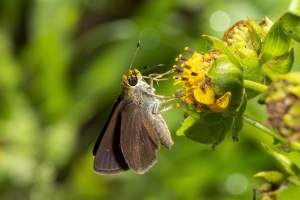 Jack_MariannaCav_2019_07_02 - Skipper, Dun (2)-websized