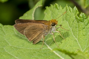 Jack_MariannaCav_2019_07_02 - Skipper, Dun (3)