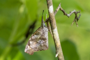 Jack_MariannaCav_2019_07_02 - Snout, American
