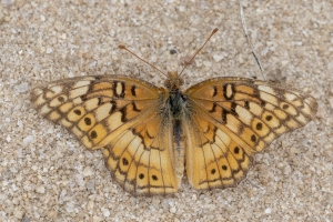 Variegated Fritillary *