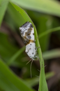 Jack_MariannaCavSP_2020_06_06 - Moth #2 White, small