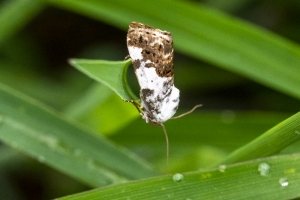 Jack_MariannaCavSP_2020_06_06 - Moth #3 White, small
