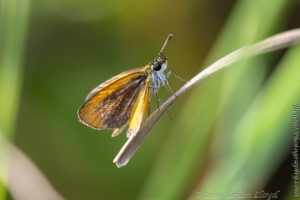 Jak_ApalacheeWMA_2019_08_12 - Skipper, Least (1)