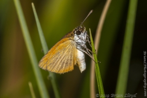 Jak_ApalacheeWMA_2019_08_12 - Skipper, Least (2)
