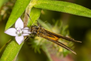 Jak_ApalacheeWMA_2019_08_12 - Skipper, Least (3)