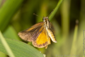 Jak_ApalacheeWMA_2019_08_12 - Skipper, Least (4)