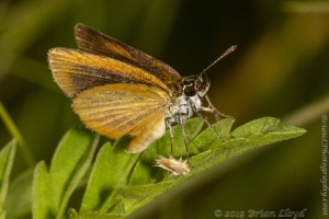 Jak_ApalacheeWMA_2019_08_12 - Skipper, Least (5)