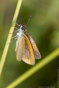 Jak_ApalacheeWMA_2019_08_12 - Skipper, Least (6)