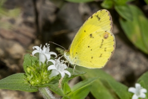 Jak_ApalacheeWMA_2019_08_12 - Yellow, Little