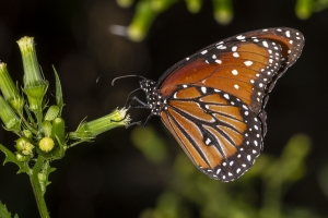 Jeff_AucillaWMA_2019_06_14 - Queen (2)_1